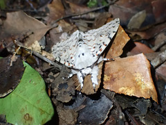 Lymantria nephrographa