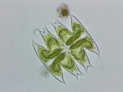 Micrasterias laticeps