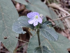 Strobilanthes tetrasperma