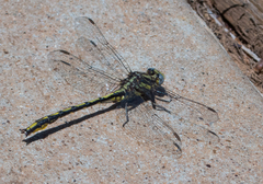 Phanogomphus oklahomensis