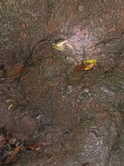 Chalcorana chalconota