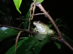 Chalcorana chalconota