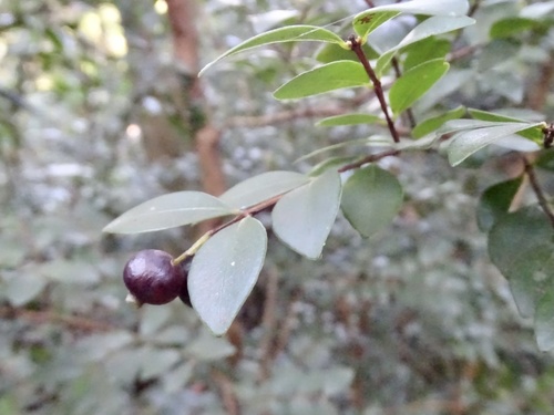 Syzygium buxifolium
