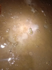 Fejervarya limnocharis