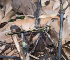 Phanogomphus oklahomensis