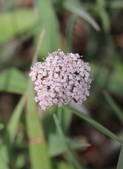 Lomatium orientale