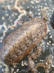 Ischnochiton cariosus