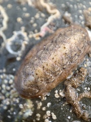 Ischnochiton cariosus