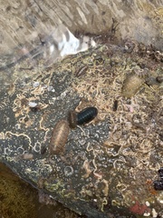 Ischnochiton cariosus