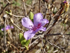 Rhododendron farrerae