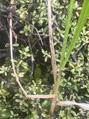 Anthoxanthum redolens