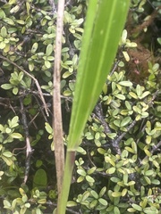 Anthoxanthum redolens