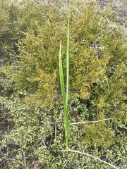 Anthoxanthum redolens