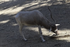 Addax nasomaculatus