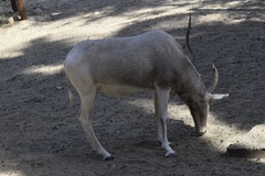 Addax nasomaculatus