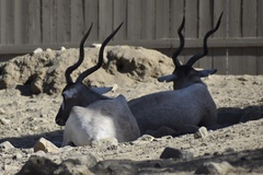 Addax nasomaculatus