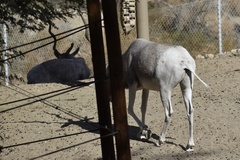 Addax nasomaculatus