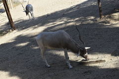 Addax nasomaculatus