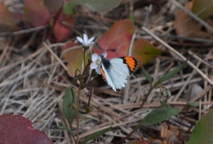 Anthocharis julia julia