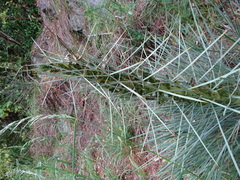 Aciphylla squarrosa squarrosa