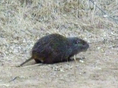Thryonomys swinderianus