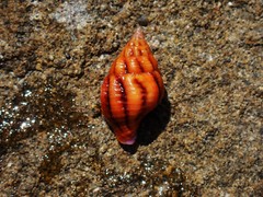 Peristernia reincarnata