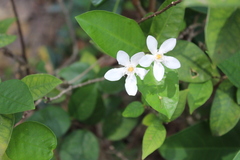 Wrightia antidysenterica