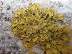 Xanthoria parietina