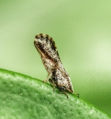 Diaphorina citri