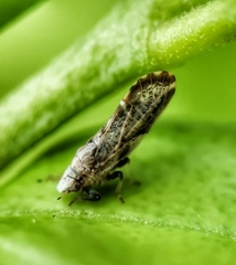 Diaphorina citri