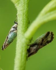 Diaphorina citri