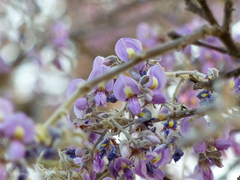 Philenoptera violacea
