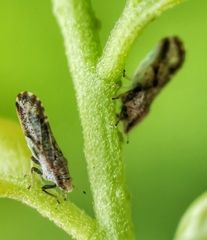 Diaphorina citri