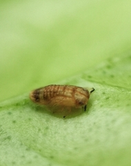 Diaphorina citri