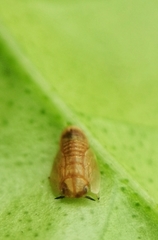 Diaphorina citri
