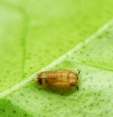 Diaphorina citri