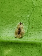 Diaphorina citri