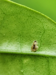 Diaphorina citri