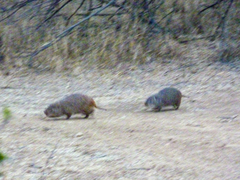 Thryonomys swinderianus