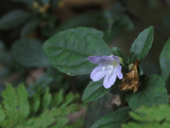 Strobilanthes tetrasperma