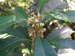 Sideroxylon wightianum