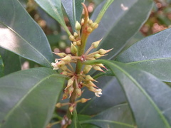 Sideroxylon wightianum