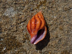 Peristernia reincarnata