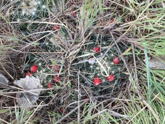 Escobaria missouriensis