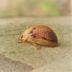 Paropsis omphale
