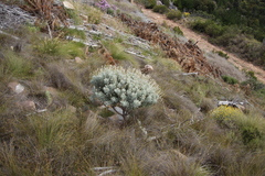 Euryops pectinatus pectinatus
