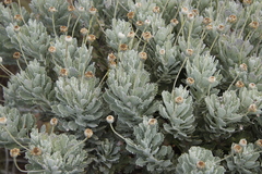 Euryops pectinatus pectinatus