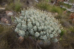 Euryops pectinatus pectinatus