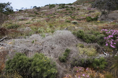 Aspalathus divaricata divaricata