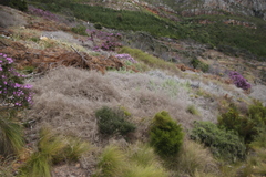 Aspalathus divaricata divaricata